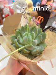 Chậu sen đá đơn