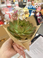 Chậu sen đá đơn