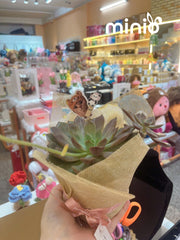 Chậu sen đá đơn