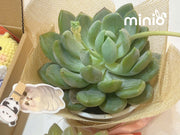 Chậu sen đá đơn