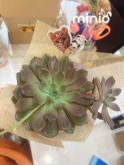 Chậu sen đá đơn