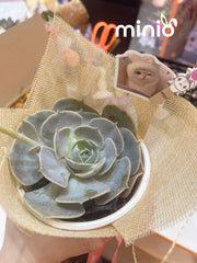 Chậu sen đá đơn