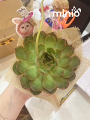 Chậu sen đá đơn