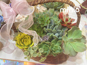 Giỏ sen đá tổng hợp