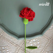 Hoa len cẩm chướng