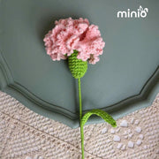 Hoa len cẩm chướng