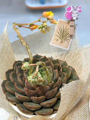 Set sen đá kèm phụ kiện