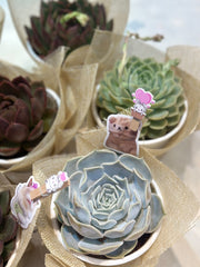 Set sen đá kèm phụ kiện