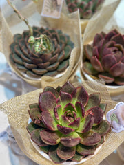 Set sen đá kèm phụ kiện