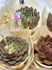 Set sen đá kèm phụ kiện