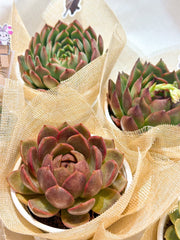 Set sen đá kèm phụ kiện