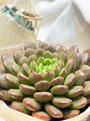 Set sen đá kèm phụ kiện