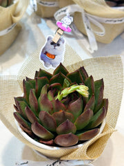 Set sen đá kèm phụ kiện