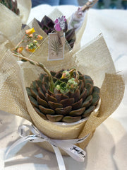 Set sen đá kèm phụ kiện