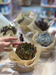 Set sen đá kèm phụ kiện