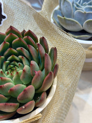 Set sen đá kèm phụ kiện