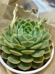 Set sen đá kèm phụ kiện