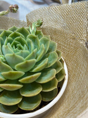 Set sen đá kèm phụ kiện