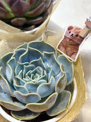 Set sen đá kèm phụ kiện