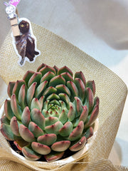 Set sen đá kèm phụ kiện