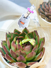 Set sen đá kèm phụ kiện