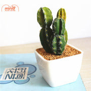 Xương rồng trang trí