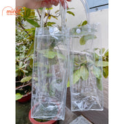 Túi đựng bình nước trong suốt