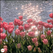 Tranh số hoá 30x30cm NB