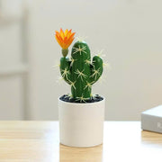 Chậu cây xương rồng