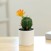 Chậu cây xương rồng