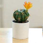 Chậu cây xương rồng