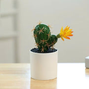 Chậu cây xương rồng