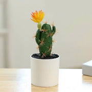 Chậu cây xương rồng