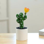 Chậu cây xương rồng